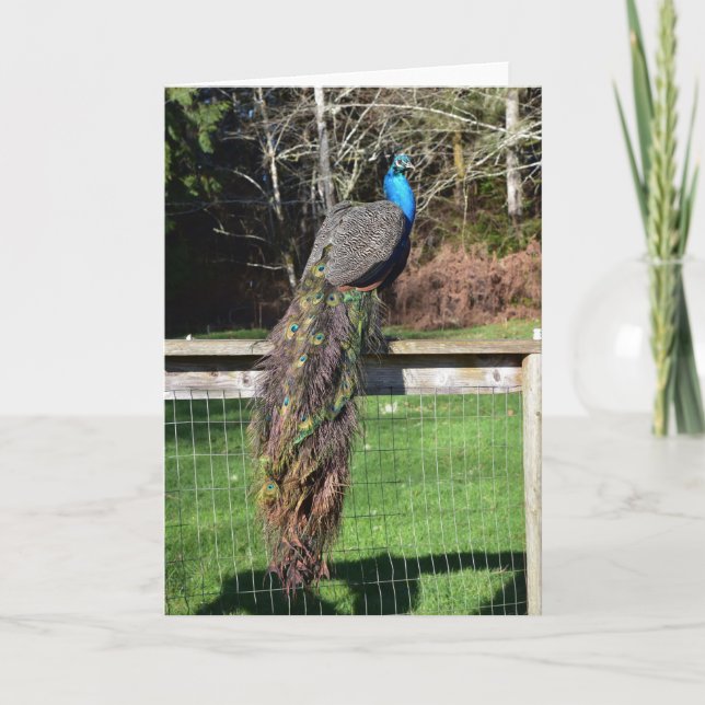 Prestanda på stängslet kort (Framsida)