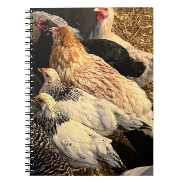 Pretty  Chickens Notebook Anteckningsbok (Framsidan)