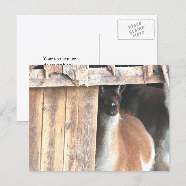 Pretty Llama Farm Animal Personalized Vykort (Fram/baksida)