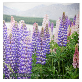 Pretty Lupins @ Lake Tekapo New Zealand Kakelplatta