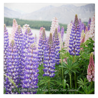 Pretty Lupins @ Lake Tekapo New Zealand Kakelplatta