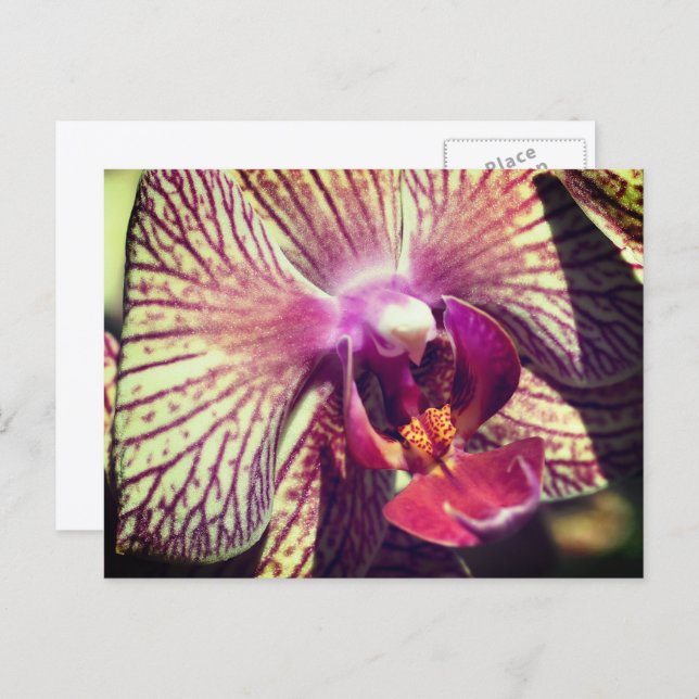 Pretty Orchid Flower Personalized Vykort (Fram/baksida)