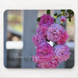 Pretty Pink Roses White Picket Fence Photography   Musmatta