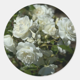 Pretty White Roses  Runt Klistermärke