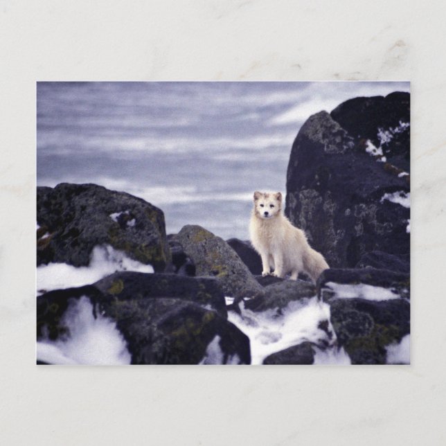 Pribilof Island Oil Spill, M/V Citrus 1996 Arktis Vykort (Framsida)