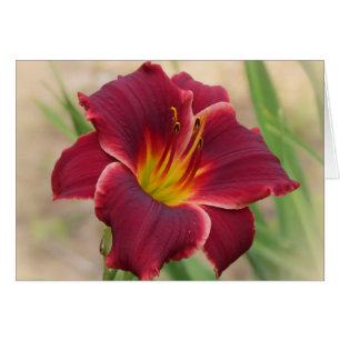 Priceless - Pocket Change Daylily Hälsningskort
