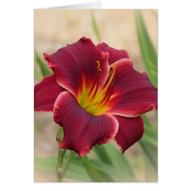 Priceless - Pocket Change Daylily Hälsningskort (Framsidan)