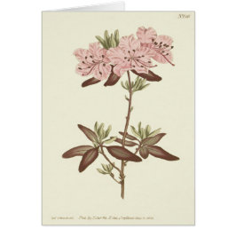 Prickbladig Rododendron-illustration Hälsningskort