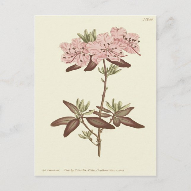 Prickbladig Rododendron Illustration Vykort (Framsida)