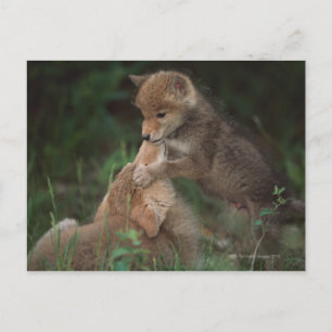 Prickeliga Coyote-valpar (Canis Latrans) Vykort