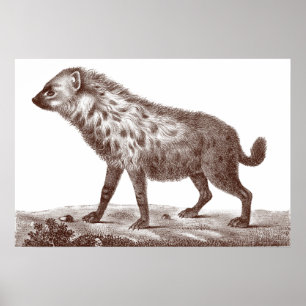 Prickig eller randig Hyena från antikt tryck