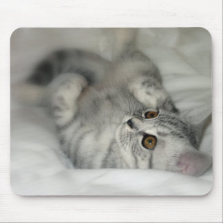 Prickig kattungemousepad för silver musmatta