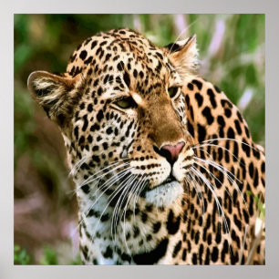 Prickig Leopardaffisch Poster