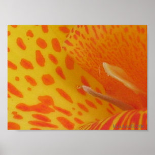 prickig lilja poster