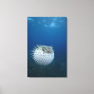 Prickig Porcupinefisk Canvastryck