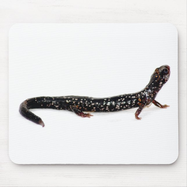 prickig salamander av Nordamerika mousepad Musmatta (Framsidan)