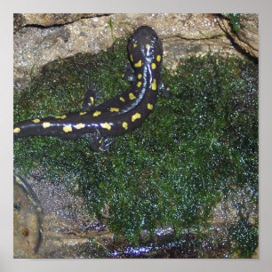 Prickig Salamander för svart och för gult Poster