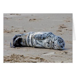 Prickig sjölejonvalp OBS kort