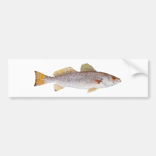 Prickiga Seatrout Bildekal