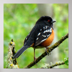 Prickigt Towheetryck Poster