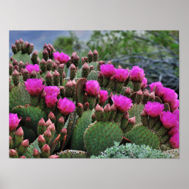 Prickle Pear Cactus in Bloom Santa Fe NM Poster