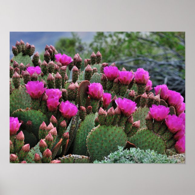 Prickle Pear Cactus in Bloom Santa Fe NM Poster (Framsidan)