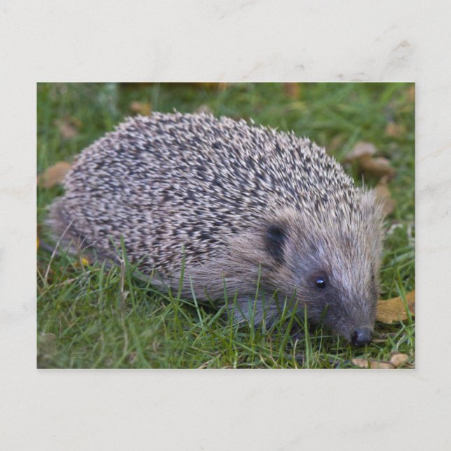 Prickles vykort (Framsida)