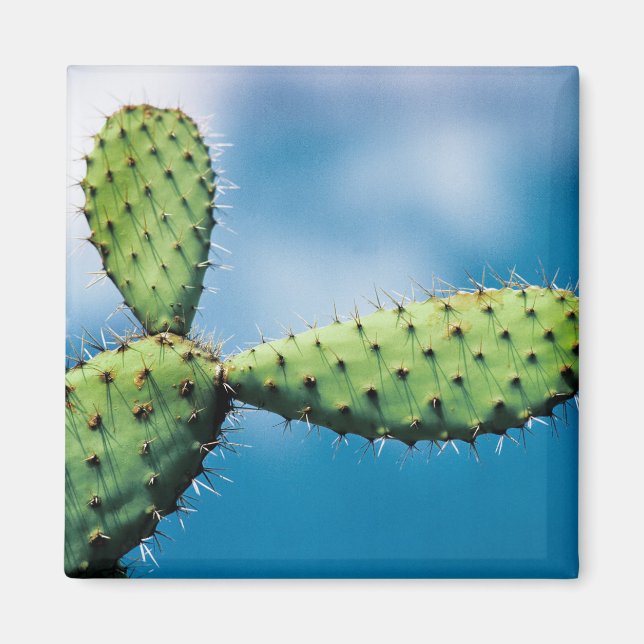 Prickley Cactus Magnet (Framsidan)