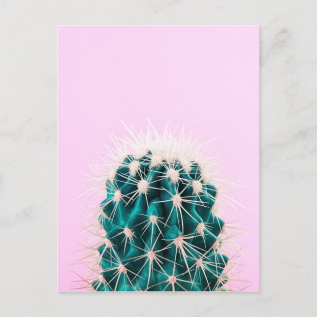 Prickley Cactus på Rosa Vykort (Framsida)