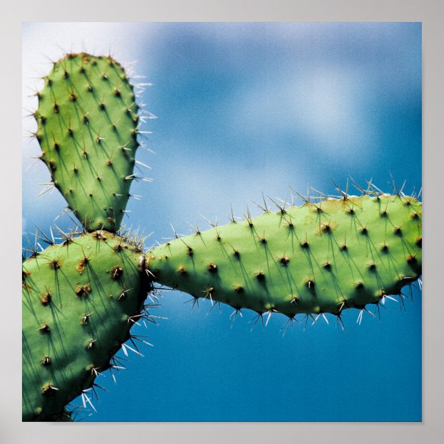 Prickley Cactus Poster (Framsidan)