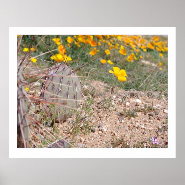 Prickley Pear Cactus & Poppy Poster (Framsidan)