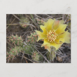 Prickley Pear Vykort