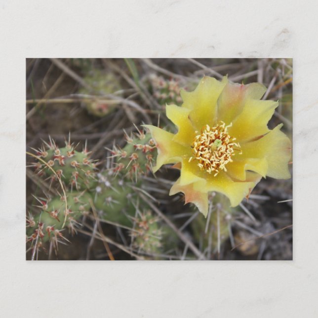 Prickley Pear Vykort (Framsida)