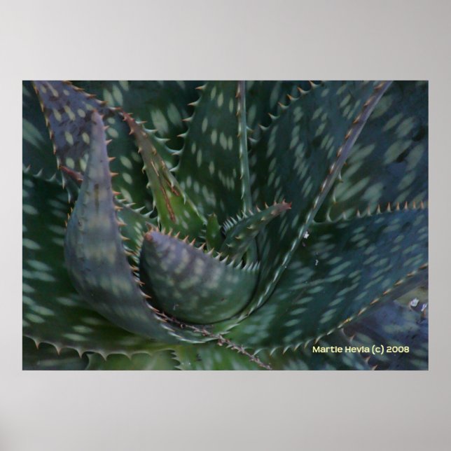 Prickly Aloe Vera Poster (Framsidan)