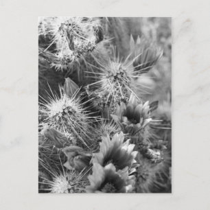 Prickly Cactus Desert Flowers B&W Photo Postcard Vykort