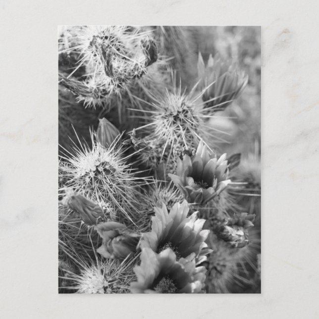 Prickly Cactus Desert Flowers B&W Photo Postcard Vykort (Framsida)