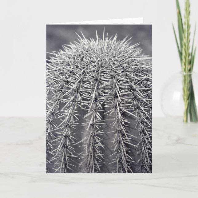 Prickly Cactus Sonoran Desert Photo Greeting Card Kort (Framsida)