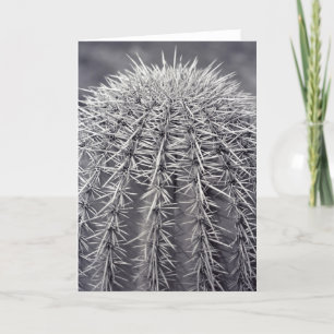 Prickly Cactus Sonoran Desert Photo Greeting Card Kort
