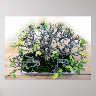 Prickly Japansk Bonsai Träd Photo Poster