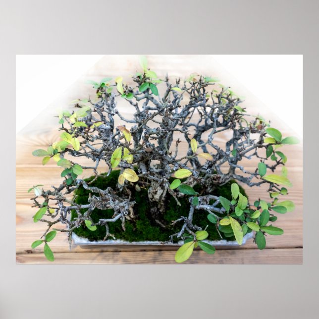 Prickly Japansk Bonsai Träd Photo Poster (Framsidan)