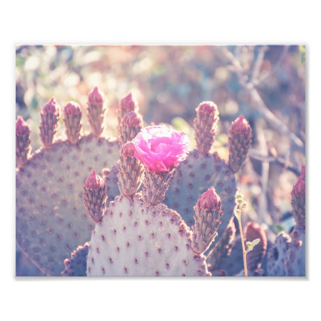 Prickly Pear-Blommar | Fotoutskrift Fototryck (Framsidan)