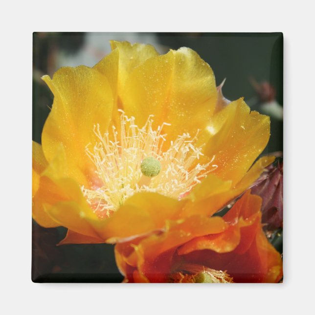 Prickly Pear-Blommar Magnet (Framsidan)