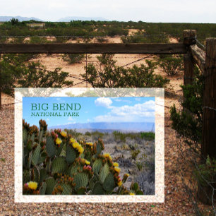 Prickly Pear, Blommar, Sierra del Carmen, Big Bend Vykort