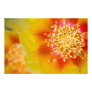 Prickly Pear-blommor Fototryck