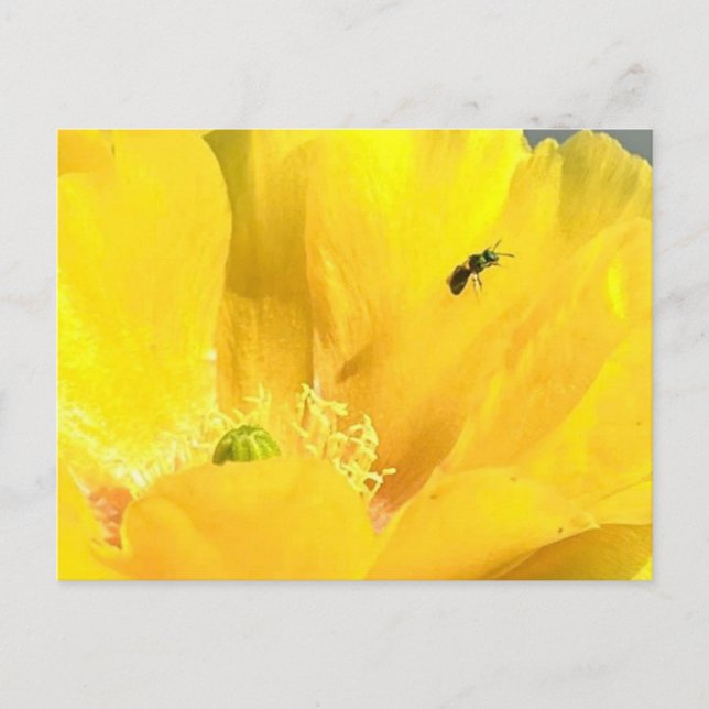 Prickly Pear-bloom-vykort Vykort (Framsida)
