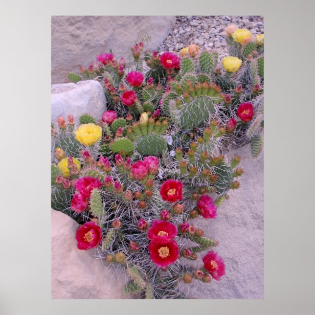 Prickly Pear Cacti Poster (Framsidan)