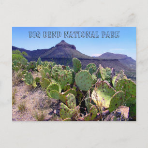 Prickly Pear Cactus Big Bend Vykort