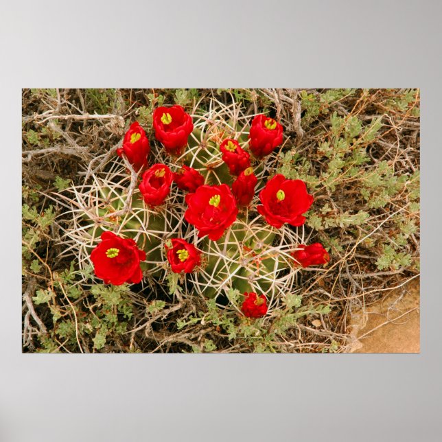 Prickly Pear Cactus Flowers poster (Framsidan)