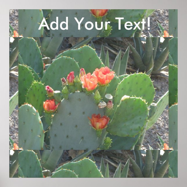 Prickly Pear Cactus Grönt Red Bloom Poster (Framsidan)