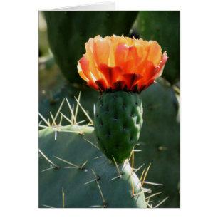 Prickly Pear Cactus Hälsningskort